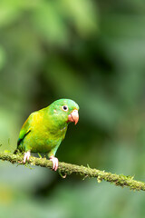 Small green parrot Tirika tovi (Brotogeris jugularis), La Fortuna, Volcano Arenal, Wildlife and birdwatching in Costa Rica.