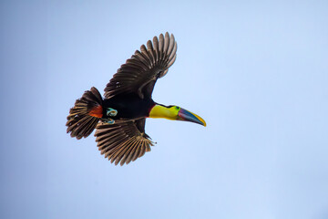 Big beautiful bird, yellow-throated toucan (Ramphastos ambiguus) flying in natural habitat, Tortuguero, Wildlife and birdwatching in Costa Rica. - obrazy, fototapety, plakaty