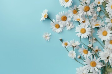 Creative Floral composition flat lay.Chamomile Daisy,daisy on sky blue background,flat lay style wallpaper background