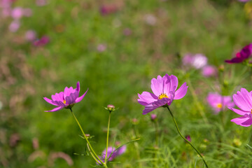 Fototapeta premium カラフルな色が鮮やかなコスモスの花
