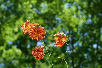 日本の夏のオレンジ色の鮮やかなコオニユリの花が咲く