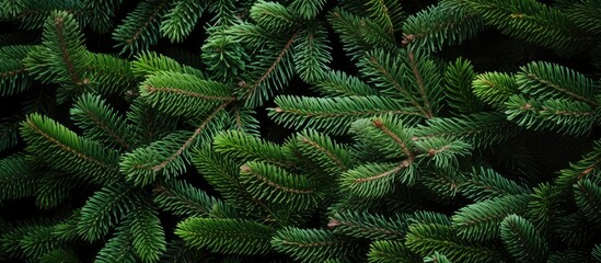 Christmas tree branches on a natural background.