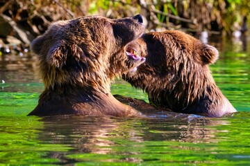 Alaskan Brown Bears (Ursus horribilis) fighting in a river
