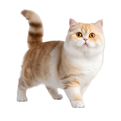 Obraz premium cat isolated on transparent background
