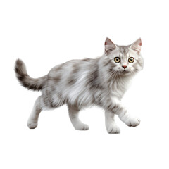 cat  isolated on transparent background