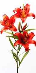 Red Lilies isolated on white background.