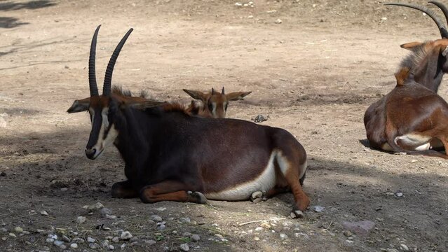 Wild sable antelopes resting in the sun in Kenya Africa