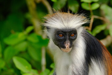 Obraz premium Red Monkey