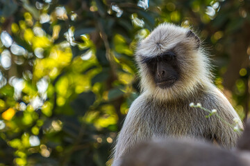 Close-up portrait of a gray langur looking down against a green tree background. Bengal sacred langur (Semnopithecus entellus, Northern plains gray) lives in the tropics in India. Wildlife.