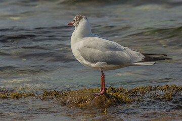 Seagull stand on a rock near the ocean surf in the water. The black-headed gull (Chroicocephalus ridibundus) lives in grassland, wetland and marine coastal in Europe and east coast of America.