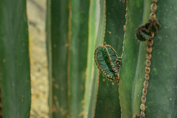 Cactus gigante largo desierto de México verde