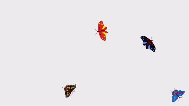 Butterflies flying around in isolated white background animation