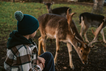 A boy feeding a deer in Niemodlin
