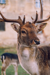 Group of deer in the courtyard of the castle Niemodlin