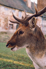 Group of deer in the courtyard of the castle Niemodlin