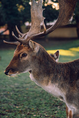 Group of deer in the courtyard of the castle Niemodlin