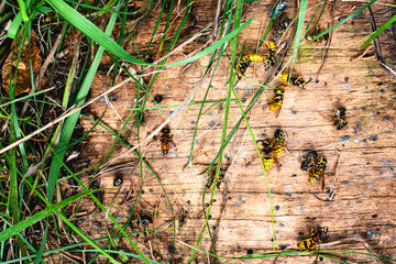 Dead yellow jacket wasps killed by guard bees at entrance to beehive.