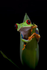 Red-eyed tree frog hanging on a tree
