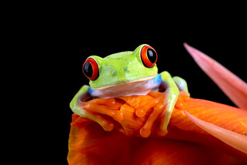 Red-eyed tree frog hanging on a flower