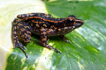 The stripped stream frog perched on a leaf