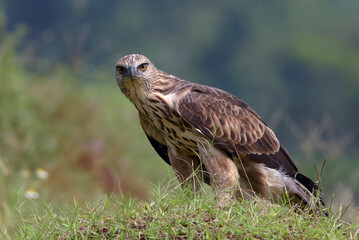 Changeable hawk eagle on a grassland