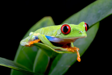 Naklejka premium Red-eyed tree frog hanging on a flower