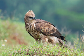 Changeable hawk eagle on a grassland