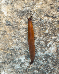 Little animal in nature