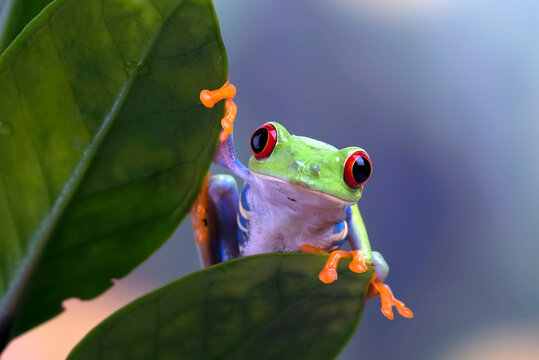 Red-eyed tree frog hanging on a tree