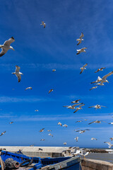 Fototapeta premium Seagulls soaring freely under a blue sky in a coastal city