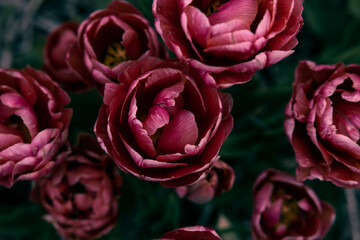 Pink tulip flowers at the garden