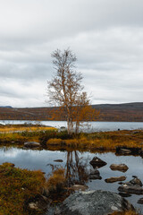 Lone birch on the shore of a lake in autumn