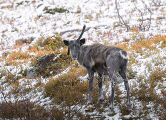 Reindeer in the snow in tundra of Finland