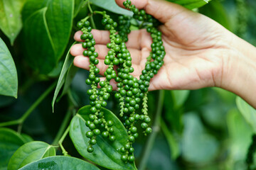 Cropped hand holding fresh peppercorn in the garden