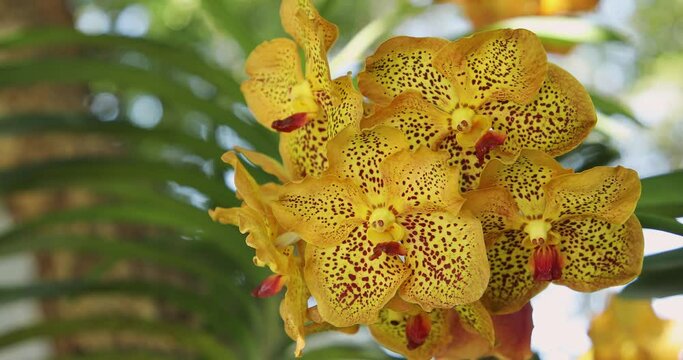 Beautiful orchid flower blooming at rainy season. Vanda Orchidaceae. 4K