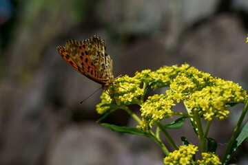 オミナエシの花の上にツマグロヒョウモン蝶