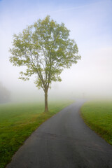 Small tree on a small rural street in Sauerland Germany on a foggy autumn morning. Wet country road...