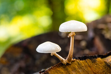 Porcelain fungus (Oudemansiella mucida), a basidiomycete fungus of the family Physalacriaceae. Pair...