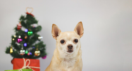 brown short hair chihuahua dog sitting on white background with Christmas tree and red and green gift box.