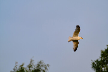 The bird flies over the crowns of trees spreading its wings in summer. Seagull soars in the air at sunset.