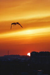 The sun hides behind the silhouettes of houses. Beautiful sunset, the city plunges into darkness.