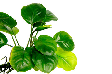 Exotic aquarium plant of Anubias Nana Coin isolated on transparent background. PNG transparency