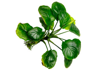 Top View of Anubias Nana Coin popular aquatic plants isolated on transparent background. PNG...