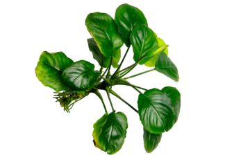 Top View of Anubias Nana Coin popular aquatic plants isolated on transparent background. PNG transparency