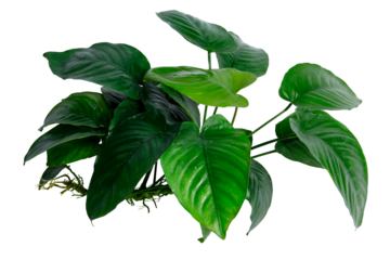 Heart shaped leaves of aquarium plant Anubias Broad Leaf isolated on transparent background. PNG transparency