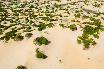 Shrubs and trees among the sand hills. Manalkaadu Sand Hills. Sri Lanka.