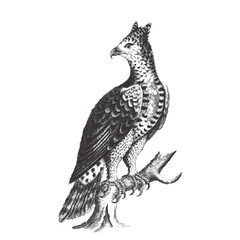 Crowned Eagle (Stephanoaetus coronatus). Doodle sketch. Vintage vector illustration.