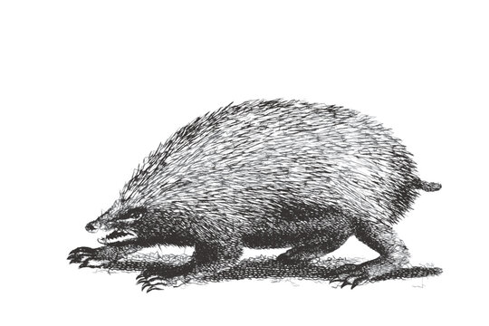 Hedgehog. Doodle sketch. Vintage vector illustration.