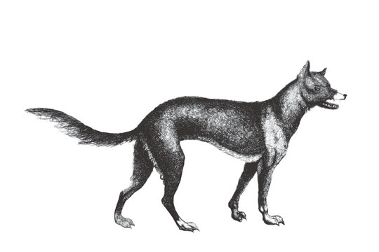 Dingo (Canis familiaris). Doodle sketch. Vintage vector illustration.