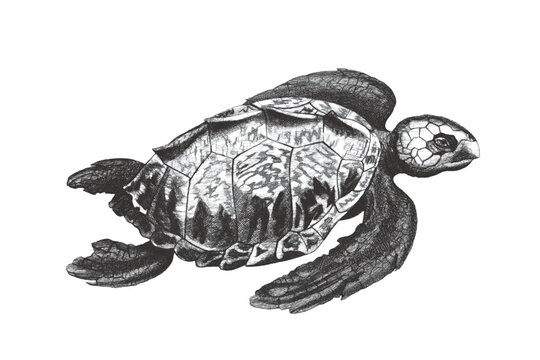 Loggerhead sea turtle (Caretta caretta). Doodle sketch. Vintage vector illustration.